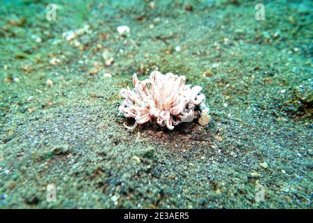 Phyllodesmium kabiranum - Fadenschnecke, Lembeh Street, Sulawesi, Bitung, Indonesien Stockfoto