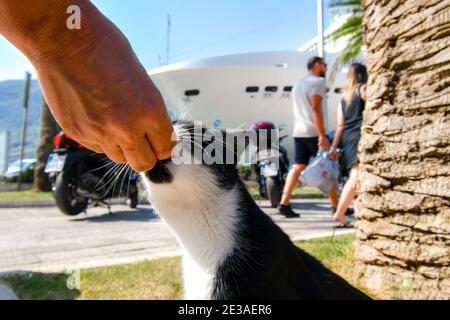 Eine Hand füttert eine schwarz-weiße streunende Katze im Kreuzfahrthafen der europäischen Stadt Kotor, Montenegro, der Stadt der Katzen Stockfoto