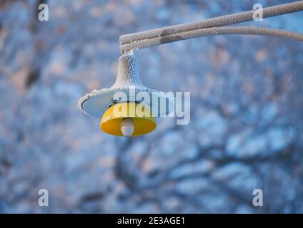 Frostige gelbe Farbe vintage Straßenlampe an eiskalten Tag mit verschneiten Ästen auf dem Hintergrund in Helsinki, Finnland am Wintermorgen im Januar Stockfoto