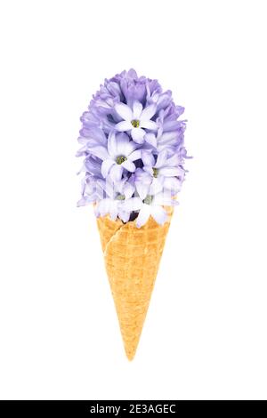 Waffel Eis Kegel mit blauen Hyazinthe Blume isoliert auf weißem Hintergrund mit Clipping Pfad. Federkonzept. Stockfoto