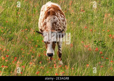 Texas Longhorn Wichita Mountains Wildlife Refuge in der Nähe von Lawton, Oklahoma Stockfoto