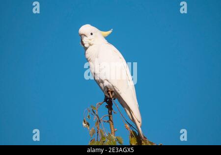 Schwefel-Crested Cockatoo, Cacatua galerita, in einem Baum mit blauen Himmel Hintergrund in der Nähe von Coffs Harbour in New South Wales, Australien gehockt Stockfoto