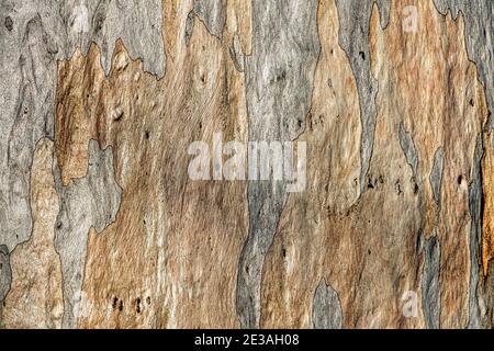 Die bunte Rinde des Gummibaums. Stockfoto