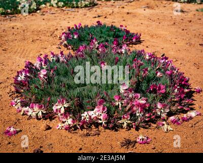 Kranz Blumen, Lechenaultia macrantha, in der Nähe von Perenjori Western Australia Stockfoto