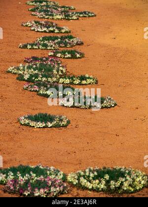 Kranz Blumen, Lechenaultia macrantha, in der Nähe von Perenjori Western Australia Stockfoto