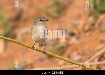 Jacky Winter flycatcher, Microeca fascinans, in der Nähe von Mount Isa, Western Queensland Stockfoto