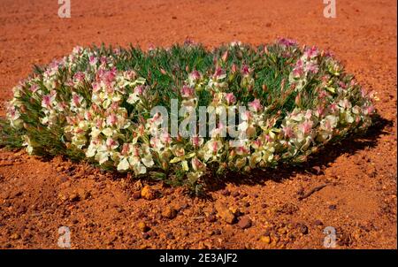 Kranz Blumen, Lechenaultia macrantha, in der Nähe von Perenjori Western Australia Stockfoto