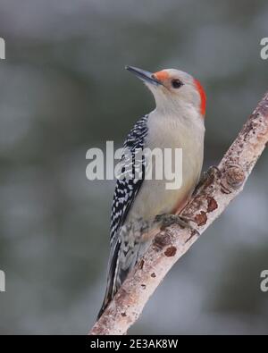 Weiblicher Rotbauchspecht Melanerpes carolinus, der auf einem Ast barcht Im Winter Stockfoto