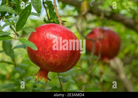 Reifer Granatapfel Obst auf einem Ast Stockfoto