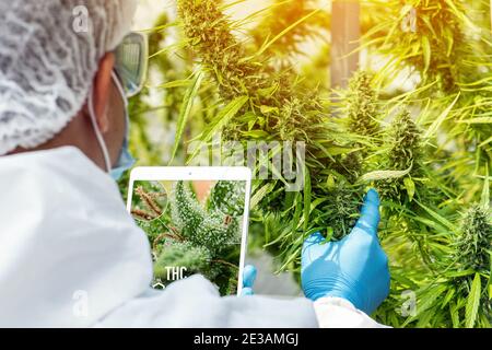 Porträt des Wissenschaftlers mit Maske, Brille und Handschuhe. Überprüfung der Analyse und Ergebnisse mit Tablet zu Patienten medizinische Marihuana Cannabis Blumen in einem gr Stockfoto