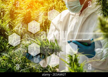 Porträt des Wissenschaftlers mit Maske, Brille und Handschuhe. Überprüfung der Analyse und Ergebnisse mit Tablet zu Patienten medizinische Marihuana Cannabis Blumen in einem gr Stockfoto