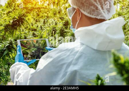 Porträt des Wissenschaftlers mit Maske, Brille und Handschuhe. Überprüfung der Analyse und Ergebnisse mit Tablet zu Patienten medizinische Marihuana Cannabis Blumen in einem gr Stockfoto