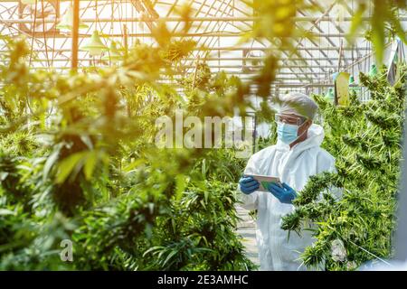 Porträt des Wissenschaftlers mit Maske, Brille und Handschuhe. Überprüfung der Analyse und Ergebnisse mit Tablet zu Patienten medizinische Marihuana Cannabis Blumen in einem gr Stockfoto