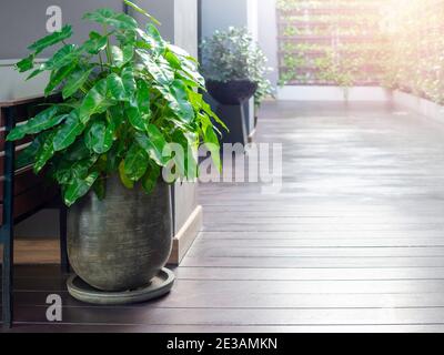 Grüne Blätter in Keramik-Topf auf Holzboden mit Kopie Raum dekoriert. Schöne herzförmige Blätter, Philodendron (Philodendron scandens) in großer Pflanze Stockfoto