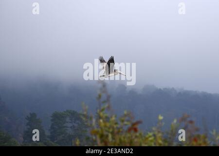 Ein Pelikan gleitet bei Sonnenaufgang durch den nebeligen Himmel über eine nebelige Waldlandschaft. Stockfoto