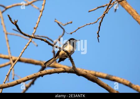 Nahaufnahme Oriental Magpie Robin Hockte auf Branch isoliert auf Blauer Himmel Stockfoto