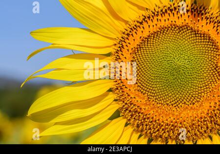 Nahaufnahme der Sonnenblume auf Sonnenblumenfeld in Lop buri Provinz, THAILAND Stockfoto