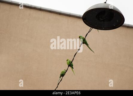 Niedriger Winkel Schuss von grünen Papageien auf einem Metall thront Draht Stockfoto