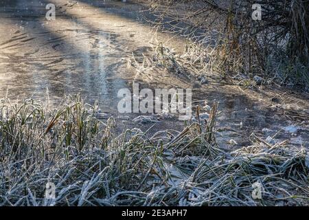 Gras am Flussufer bedeckt mit Frost in den Strahlen der Wintersonne. Stockfoto