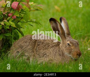 Jackrabbit mit weißen Schwänzchen, beliebt in den Straßen von Edmonton, Alberta, Kanada 2020 Stockfoto