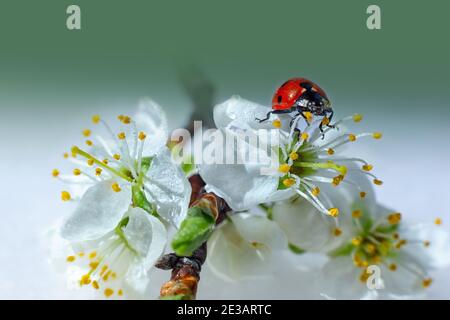 Marienkäfer auf einem Zweig blühender weißer Pflaume. Weißgrüner Hintergrund. Stockfoto