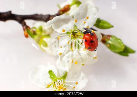Marienkäfer auf einem Zweig blühender weißer Pflaume. Weißer Hintergrund. Stockfoto