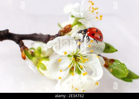 Marienkäfer auf einem Zweig blühender weißer Pflaume. Weißer Hintergrund. Stockfoto
