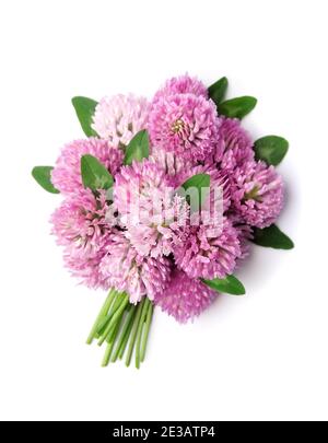 Klee Blumen isoliert auf weißen Hintergründen. Stockfoto