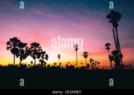 Silhouette Zuckerpalmen auf Reisfeld in Thailand Sonnenuntergang Stockfoto