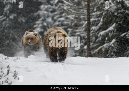 Nahaufnahme zwei Braunbären laufen im Winterwald. Gefahr Tier in der Natur Lebensraum. Großsäuger. Wildtierszene Stockfoto