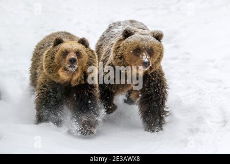 Nahaufnahme zwei Braunbären laufen im Winterwald. Gefahr Tier in der Natur Lebensraum. Großsäuger. Wildtierszene Stockfoto