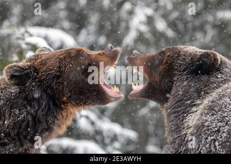 Nahaufnahme zwei böse Braunbären kämpfen im Winterwald. Gefahr Tier in der Natur Lebensraum. Großsäuger. Wildtierszene Stockfoto