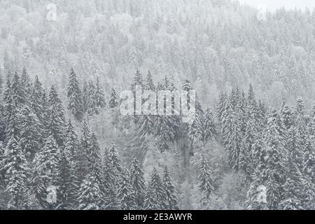 Wintertanne und Kiefernwald bedeckt mit Schnee nach starkem Schneefall. Wunderschöne Landschaft Stockfoto