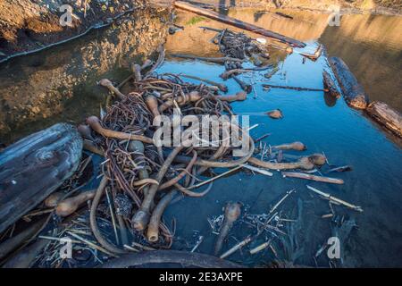 Ein Haufen Stierkelkelp wurde am Strand in Point Reyes, Kalifornien, gespült. Stockfoto