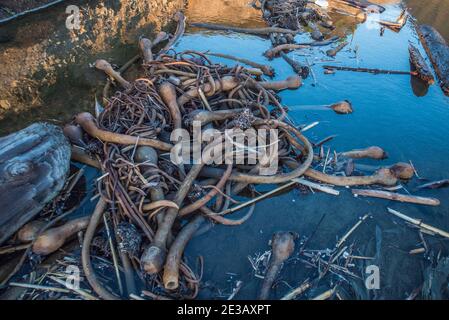 Ein Haufen Stierkelkelp wurde am Strand in Point Reyes, Kalifornien, gespült. Stockfoto