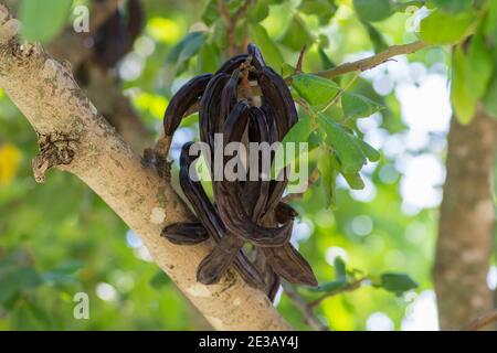 Johannisbrotbaum (Ceratonia siliqua) Früchte, die vom Zweig hängen. Stockfoto