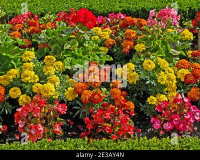 Nahaufnahme von Begonias und französischen Marigolds in einem Blumengarten Stockfoto