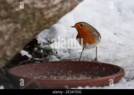 Rotkehlchen (Erithacus rubecula) steht im Schnee vor einer Vogelfütterung, die an einem Wintertag Samen isst Stockfoto