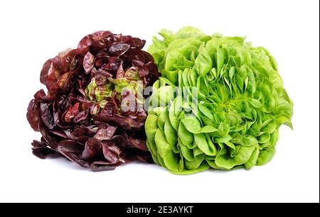 Grüner Salat und roter Salat auf weißem Hintergrund. Batavia. Oatleaf. Stockfoto