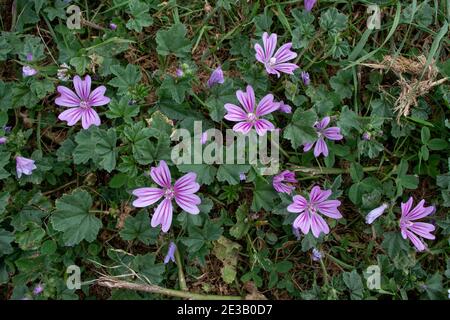 Gemeine Malve oder malva sylvestris hell lila Blüten mit dunklen Adern Stockfoto