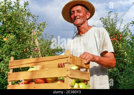 Senior Farmer in Strohhut mit Äpfeln in Holzkratze. Plantagenarbeiter mit gerbtem und faltigen Gesicht Äpfel pflücken. Stockfoto