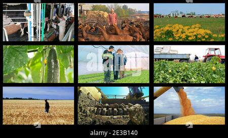 Videowand Für Landwirtschaftliche Medien. Collage von Fotografien zeigt Bauern bei verschiedenen saisonalen landwirtschaftlichen Arbeiten auf einem Feld. Stockfoto