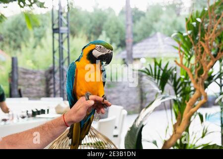 Mann halten an der Hand lange Krallen von blauen und gelben exotischen Papagei, Vogel Blick auf Kamera auf grünen Hintergrund Stockfoto