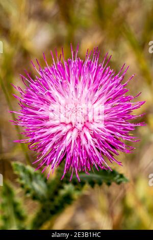 Nahaufnahme mit Blick auf einen schleichenden Thistle, auch bekannt als Felddistel (Cirsium arvense) Stockfoto