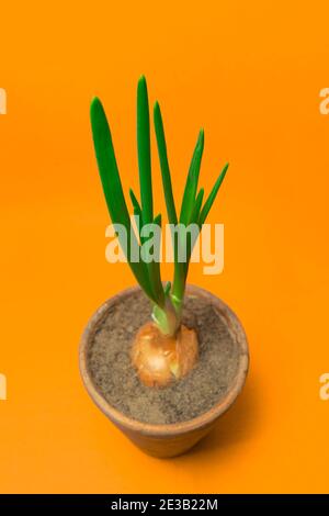 Junge grüne Zwiebeln wachsen in einem Blumentopf auf gelbem Hintergrund. Frische Triebe von grünen Zwiebeln werden zu Hause angebaut Stockfoto