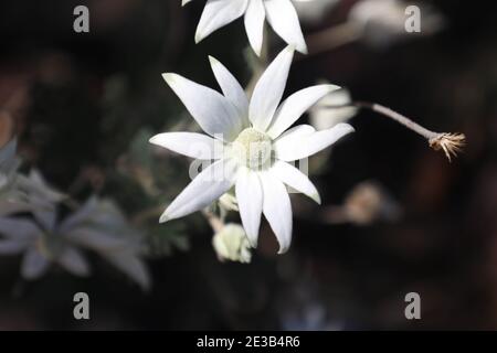 Flanellblumen (Actinotus helianthi) im Bouddi National Park, Central Coast, NSW, Australien Stockfoto