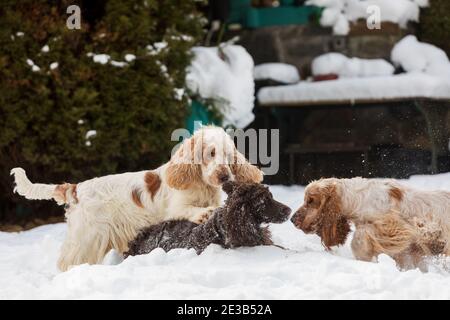 englisch Cocker Spaniel Hund im Freien im verschneiten Wintergarten Stockfoto