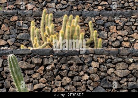 Lanzarote, Spanien - August 7,2018:Spaziergang im berühmten Kaktusgarten auf Lanzarote an einem bewölkten Tag Stockfoto