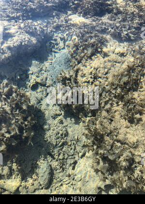 Klare Meerwassertextur, Blick auf den felsigen Boden. Hintergrund der Wasseroberfläche Stockfoto