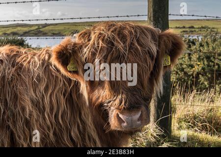 Eine Nahaufnahme des Gesichts eines Hochlandrinder-Kalbes - Bos taurus taurus - auf Bodmin Moor in Cornwall. Stockfoto